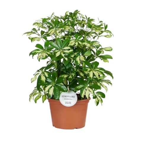 Schefflera Gerda - 45-55cm - Ø21cm - Zimmerpflanze - Immergrün