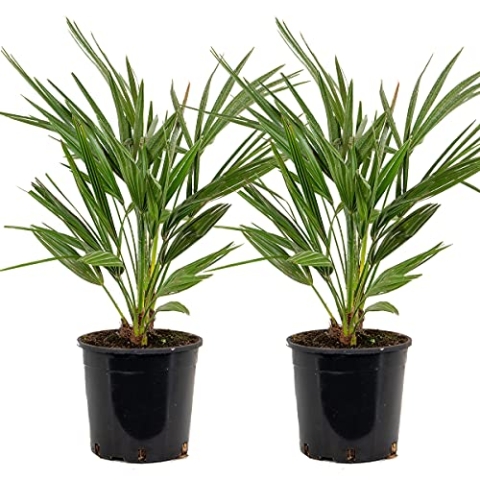 Bloomique - 2er Set - Chamaerops Humilis - Europäische Zwergpalme - Palmen Winterhart Draußen - Höhe 60-70 cm - Topf 19 cm