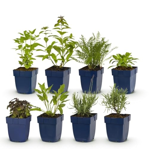 GreenboutiQ - Staudenpaket - Duftend - 8 Stauden - Für 1 m2 - Wenig Pflege - Topf 11cm