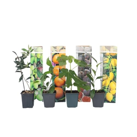Plant in a Box - Mediterranen Obstbäumen - 8er Mischung - Olivenbaum, Zitronenbaum, Feigenbaum und Orangenbaum - Topf 9cm - Höhe 25-40cm
