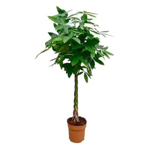 Trendyplants - Pachira Aquatica - Geldbaum - Zimmerpflanze - Höhe 130-150 cm - Topfgröße Ø24cm
