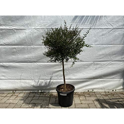 Tropictrees - Australische Fingerlimette - 130-150 cm - Citrus Tree - Citrus Kaviar - Caviar-Limette - Microcitrus australasica