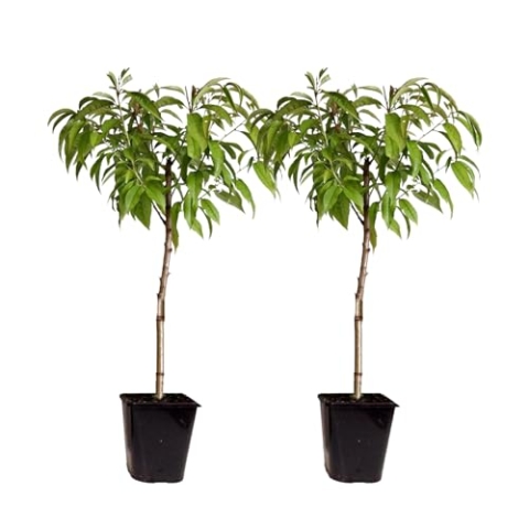 Plant in a Box - Prunus Persica 'Saturne' - 2er Set - Pfirsichbaum - Obstbaum - Winterharter Baum - Kübelpflanze - Gartenpflanze - Topf 15 cm - Höhe 60-70cm