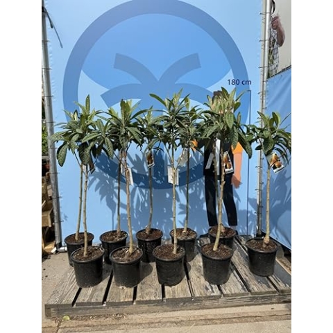 Japanische Wollmispel, Eriobotrya Japonica, Mispel 150cm Mispero, Argelino - A+