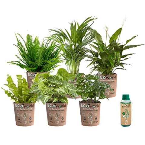 vdvelde.com - Ecoworld Luftreinigende Zimmerpflanzen Echt - 6er Set Pflegeleicht Wenig Licht Benötigt - Grünpflanzen mit Eco übertopf und Pflanzen Dünger - Topf Ø12 / Höhe 40 cm