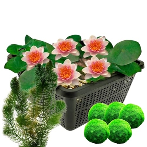 vdvelde.com - Mini Waterlelie - Zalm + Zuurstofplanten tegen Algen - • Combi set• 8 planten• Plaatsing: -1 tot -40 cm