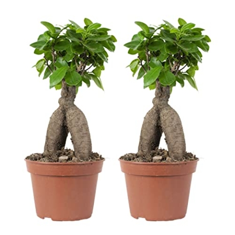 Bloomique - 2er Set - Ficus Ginseng - Bonsai Baum - Zimmerpflanzen - Pflegeleicht - Luftreinigend - Höhe 25-35 cm - Topf 15 cm