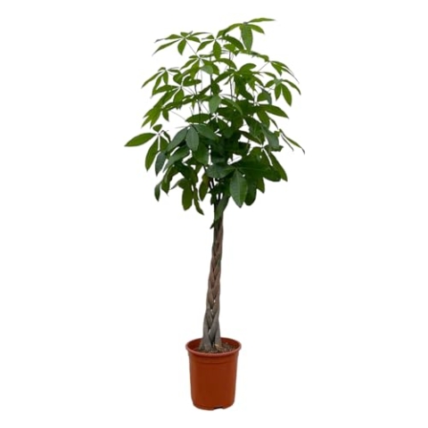 Trendyplants - Pachira Aquatica - Geldbaum - Zimmerpflanze - Höhe 160-180 cm - Topfgröße Ø27cm