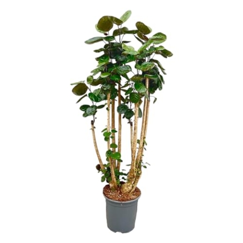 Trendyplants - Polyscias Fabian - Aralia - Zimmerpflanze - Höhe 150-170 cm - Topfgröße Ø30cm