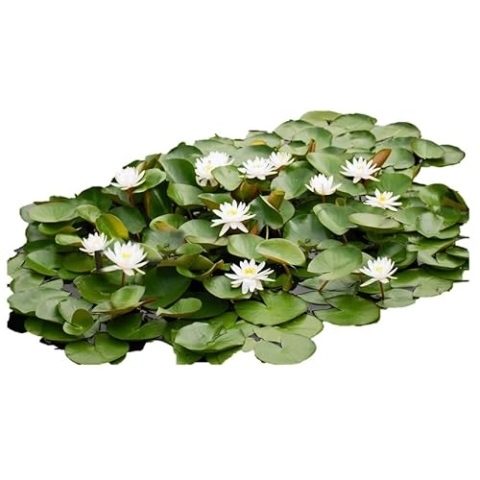 vdvelde.com - Seerosenfeld - 6 Stück - Nymphaea Drop & Grow - Große Seerose - Ohne Korb ins Wasser - Platzierung: -10 bis -100 cm
