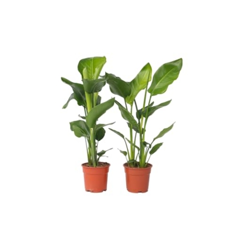 Plant in a Box - Strelitzia Nicolai - Weißer Paradiesvogelblume - 2er Set - Zimmerpflanzen - Topf 17cm - Höhe 55-70cm