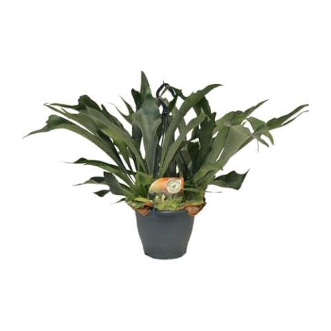Platycerium Bifurcatum - 40-50cm - Ø21cm - Zimmerpflanze - Immergrün