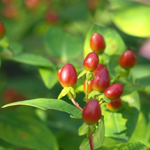 24 x Johanniskraut - Hypericum calycinum Topf 9x9cm, für 3m² : Pflegeleichtes Johanniskraut für sonnige bis halbschattige Standorte.