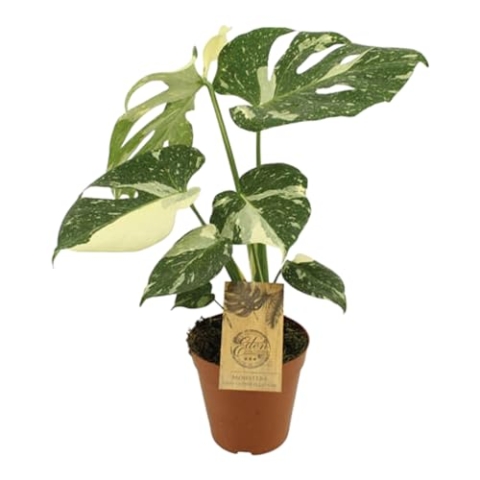 Trendyplants special - Monstera Thai Constellation - Zimmerpflanze - Höhe 40-60 cm - Topfgröße Ø15cm