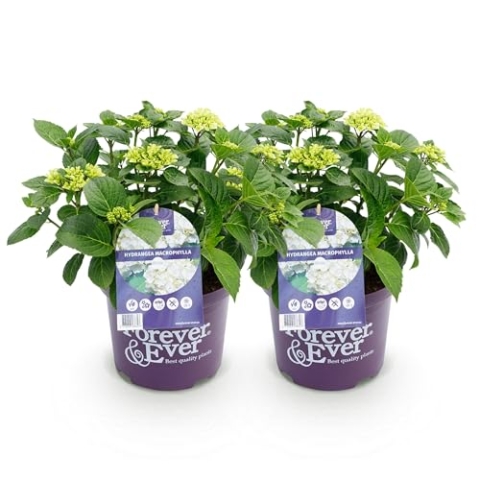 Green boutiQ - Balkonpflanze - Hortensie - Hydrangea Forever & Ever - Weiß - 7-12 Blumen - 2 Pflanzen - Topf 23cm Höhe 55cm