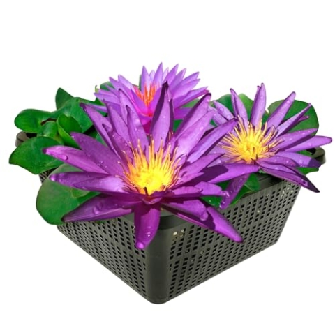 vdvelde.com - Winterharde Lichtpaarse Waterlelie - Nymphaea Purple Rain - • Grote waterlelie• Volgroeide hoogte: 10 cm• Plaatsing: -40 tot -80 cm
