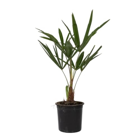 Plant in a Box - Trachycarpus Fortunei - 4er Set - Asiatische Fächerpalme - Winterharte Palme - Topf 15cm -Höhe 35-45cm