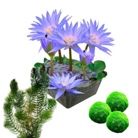 vdvelde.com - Winterharde Blauwe Waterlelie + Zuurstofplanten tegen Algen - • Waterlelie + Zuurstofplanten• Volgroeide planthoogte: 20 cm• Plaatsing: -10 tot -20 cm