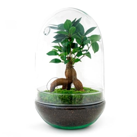 urbanjngl.com - Flaschengarten • Ei XL Bonsai • Pflanze im Glas • ↑ 30 cm - Do-It-Yourself Paket - DIY-Set - Pflanze im Glas - Komplettset Terrarium - Pflanzenterrarium
