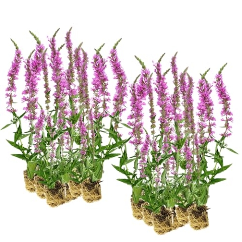 vdvelde.com - Kattenstaart - 30 stuks - Losse Pluggen - Lythrum Salicaria - • 30 moerasplanten voor 2 m² • Volgroeide hoogte: 80 cm • Plaatsing: -1 tot -10 cm