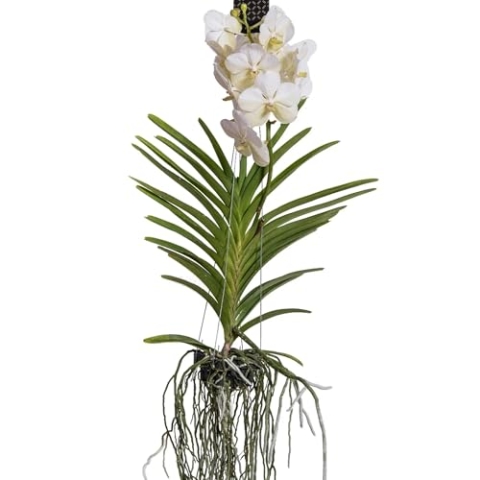 Plant in a Box - Vanda-Orchidee – Weiß – L – Höhe 60 cm