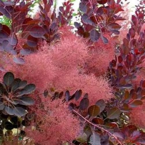 3 x Cotinus Coggygria 'Royal Purple'- Roter Perückenstrauch 'Royal Purple' 40-60 cm im Container -Die purpurrote Eleganz des Haselnussstrauchs