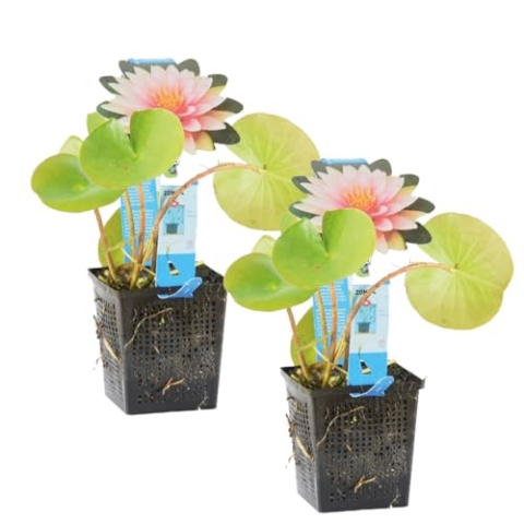 Bloomique - 2er Set - Nymphaea Md Wilfron Gonnere - Rosa Seerose - Zone 4 - Teichpflanzen Winterhart - Wasserpflanzen - Höhe 20-30 cm - Topf 11 cm