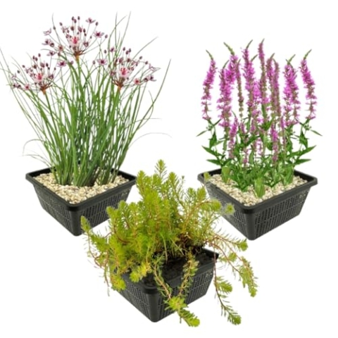 vdvelde.com - Zomerbloeiers Vijverplanten - 12 stuks - • Combi set• 12 planten• Plaatsing: -1 tot -10 cm