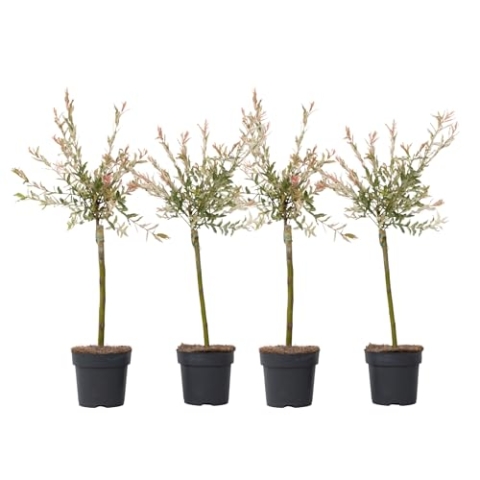 Plant in a Box - Salix 'Flamingo' - 4er Set - Salix-Stämmchen - Rosa Weide - Gartenpflanze - Winterhart - Topf 17cm - Höhe 60-80cm