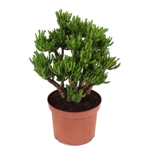 Plant in a Box - Crassula ovata 'Hobbit' L - Zimmerpflanze - Sukkulente - ⌀ 23 cm - Höhe 45-50 cm
