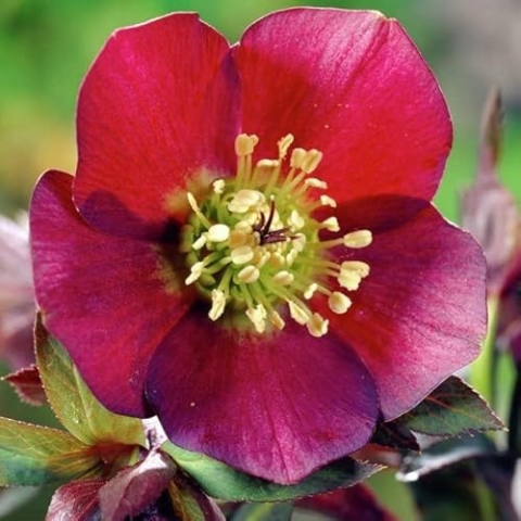 6 x Christrose 'Red Hybrid' - Helleborus Orientalis 'Red Hybrids': Rote Blüten für den Wintergarten.
