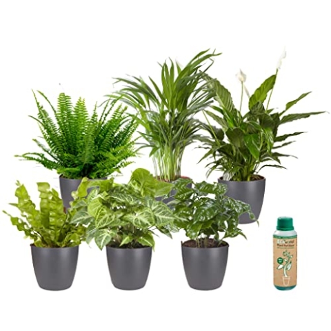 vdvelde.com - Ecoworld Grüne Zimmerpflanzen Echt - 6er Set Pflegeleicht und Luftreinigende Grünpflanzen - Wenig Licht Benötigt - Mit übertopf und Zimmerpflanzen Dünger - Topf Ø12 / Höhe 40 cm