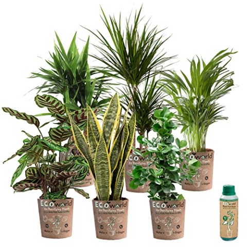 vdvelde.com - Ecoworld Urban Jungle Grünpflanzen Echt Wenig Licht Benötigt - 6er Set Pflegeleichte Zimmerpflanzen aus eigenen Gärtnerei im Öko-Töpfe und Zimmerpflanze Dünger - Topf Ø12 / Höhe 40 cm