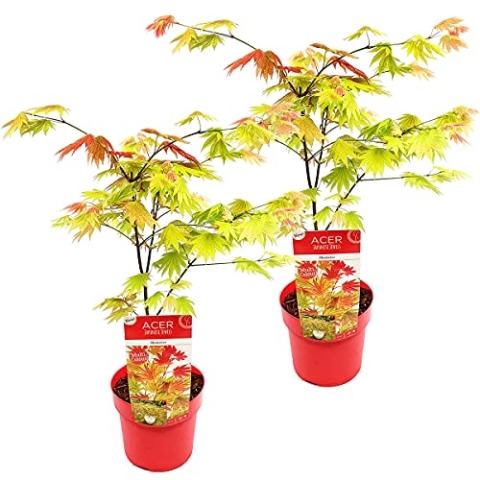 2x Acer shirasawanum 'Moonrise' - Japanischer Ahorn - Strauch - Winterheart - ⌀19 cm - 40-50 cm