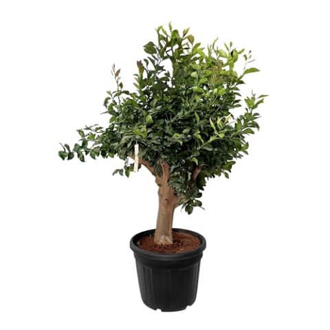 Sunny Tree Zitronenbaum XXXL 200 cm - Perfekt für Gärten & Terrassen - Hochwertige A-Ware - Fruchttragend - 20 Jahre alt