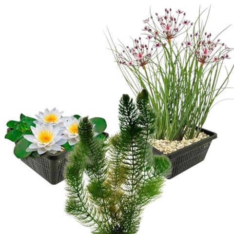 vdvelde.com - Inheemse Vijverplanten - 7 stuks - Witte Waterlelie, Hoornblad, Zwanenbloem - • Combi set• Manden en losse planten• Plaatsing: -1 tot -100 cm