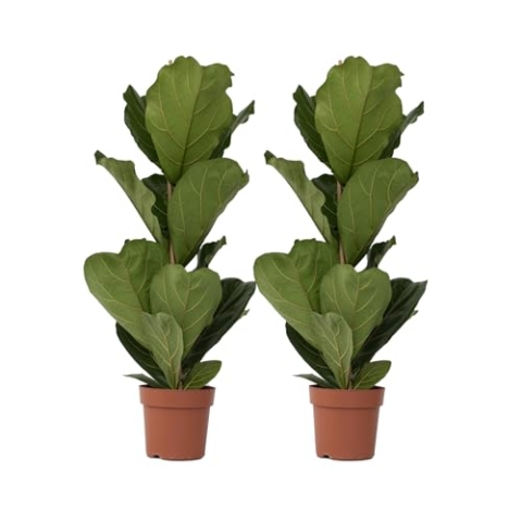 Plant in a Box - Ficus Lyrata - Zimmerpflanze - 2er Set - Geigenfeige - Topf 21cm - Höhe 70-90cm