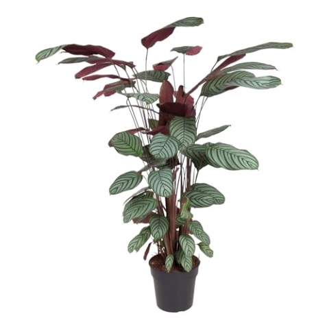 Trendyplants - Calathea Oppenheimiana - Zimmerpflanze - Höhe 130-150 cm - Topfgröße Ø27cm
