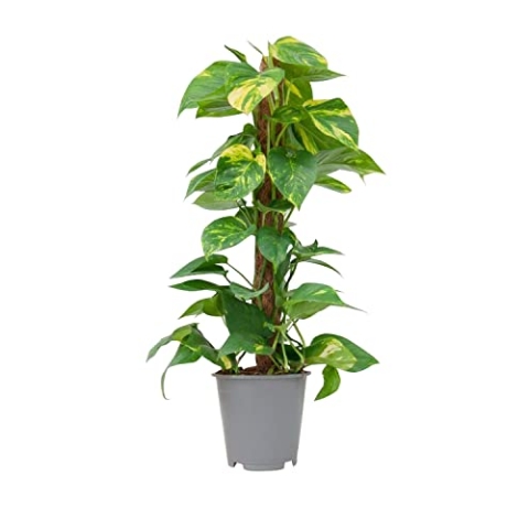 PLNTS - Scindapsus Epipremnum (Efeutute) - Zimmerpflanzen, Pflanzen Echt, Nachhaltige Verpackung - 19cm Topf - Höhe 80cm - Direkt von der Gärtnerei