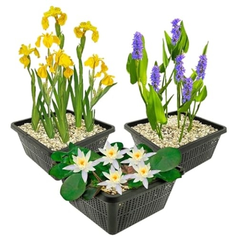 vdvelde.com - Vijverplanten Winterhart - 9 Waterplanten - Voor 500 liter water - Waterlelie, Lis en Snoekkruid inclusief Vijvermanden, Klei en Voeding - Van der Velde Waterplanten