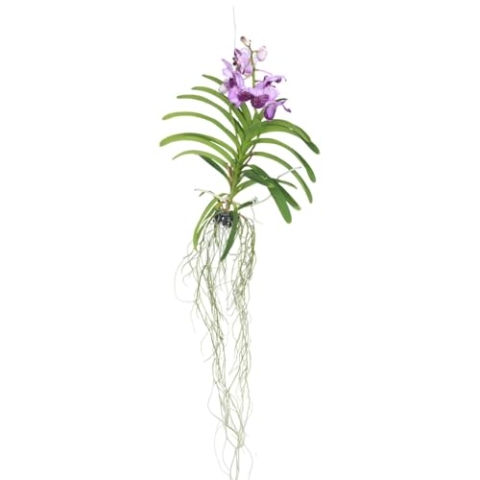 Plant in a Box - Vanda-Orchidee – Flieder – L – Höhe 60 cm