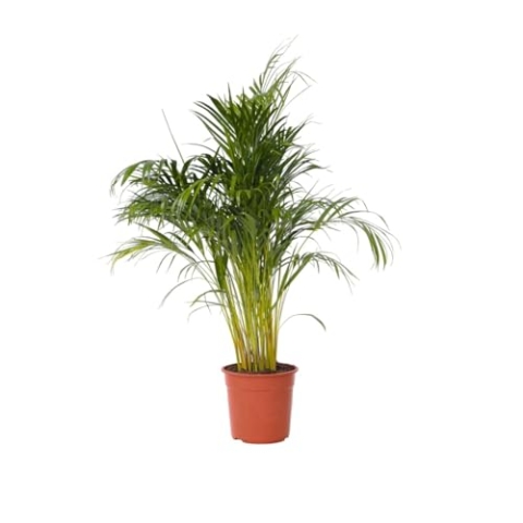 Plant in a Box - Dypsis Lutescens - Areca Goldfruchtpalme - XXL Zimmerpflanze - Luftreinigende palme - Topf 27cm - Höhe 140-150cm