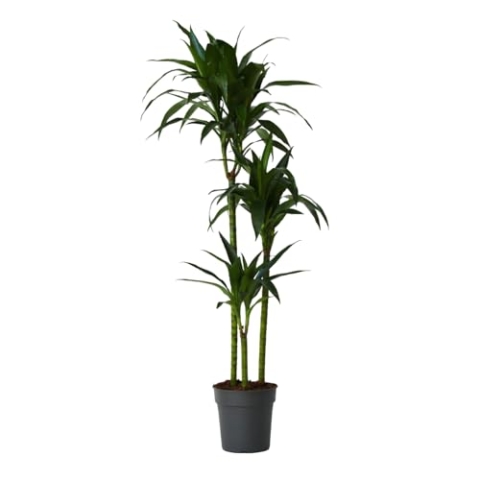 Plant in a Box - Dracaena fragrans 'Janet Craig' - Große zimmerpflanze - Pflegeleicht - Drachenbaum - Topf 24cm - Höhe 140-150cm