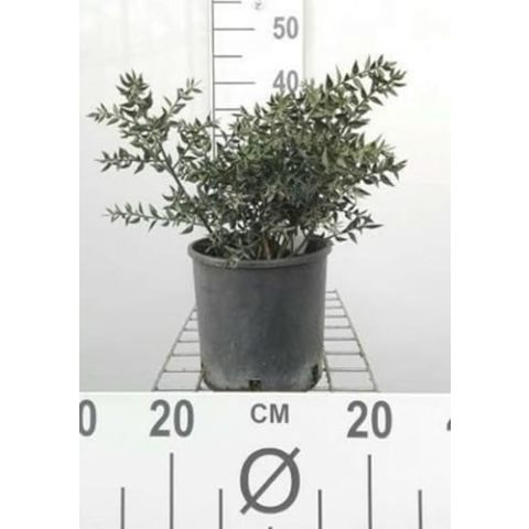 Ruscus aculeatus - Stechender Winterspargel 30-40 cm - Container