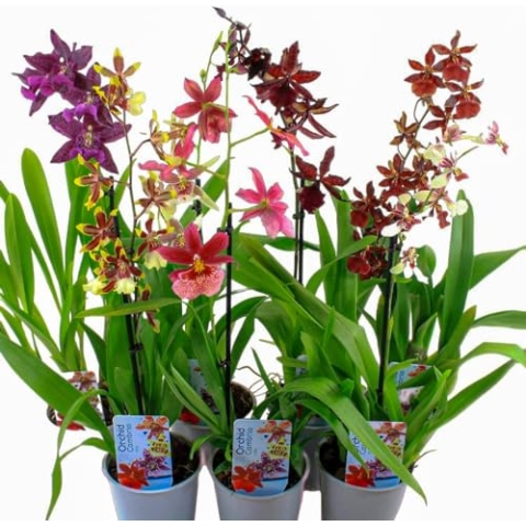 Echte Cambria Orchideen, 3 große Zimmerpflanzen 30-40 cm hoch, mit Blüten, 3 Sorten Mischung aus Holland, 3 Farben, leicht duftend (keine Samen und nicht künstliche Orchidee, ohne Dünger und mit Topf)