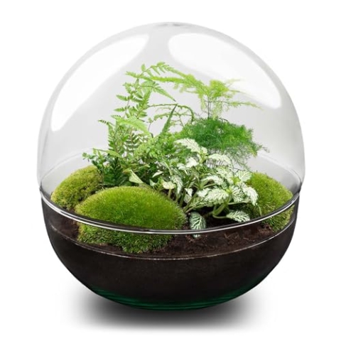 urbanjngl.com - Flaschengarten - Dome XL - Ökosystem mit Pflanzen im Glas - ↑ 28 cm Dome XL - Do-It-Yourself Paket - DIY-Set - Pflanze im Glas - Komplettset Terrarium - Pflanzenterrarium Dome XL
