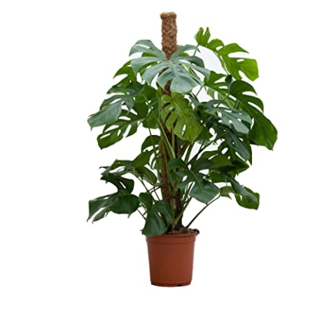 PLNTS - Monstera Pertusum - Zimmerpflanzen, Pflanzen Echt, Nachhaltige Verpackung - 24cm Topf - Höhe 120cm - Direkt von der Gärtnerei
