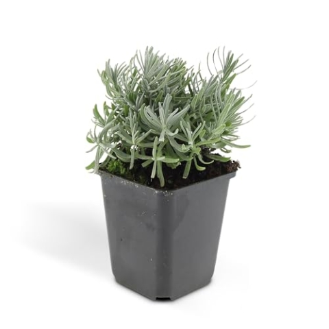 Trendyplants - Lavandula 'Hidcote' - 20 Stück - Lavendel - Winterhart - Höhe 10-25 cm - Topfgröße Ø9cm