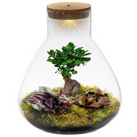 vdvelde.com - Bonsai Terrarium - Piramide XL - Flessentuin - • Bonsai en mini plantjes• Ø 30 cm ↥ 32 cm• Verlichting op batterijen