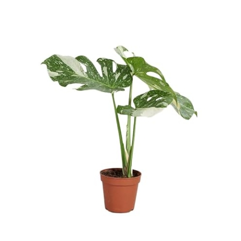 PLNTS - Monstera Thai Constellation - Zimmerpflanzen, Pflanzen Echt, Nachhaltige Verpackung - 15cm Topf - Höhe 60cm - Direkt von der Gärtnerei